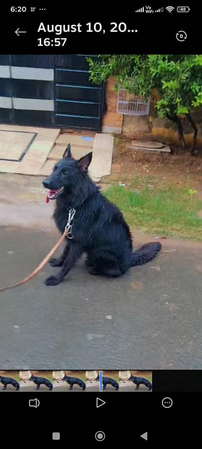 German Shaped Long coat male available