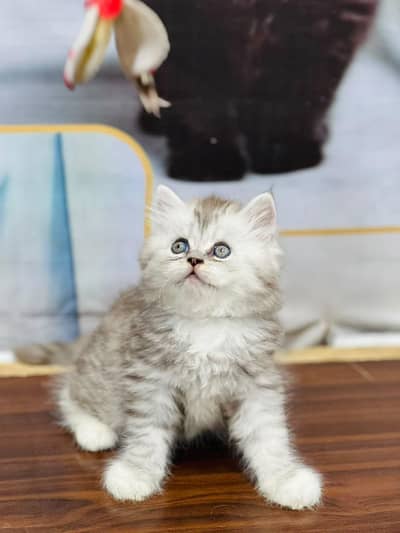 parshion kitten cat male and female British