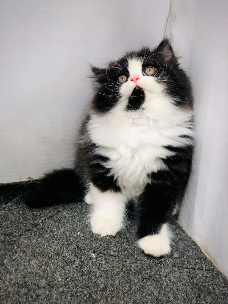 parshion kitten cat male and female British — photo 12