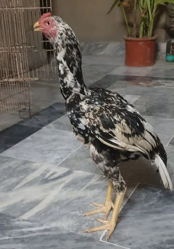 aseel mianwali — photo 2