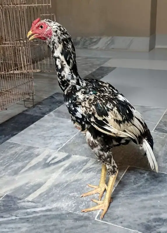 aseel mianwali — photo 4