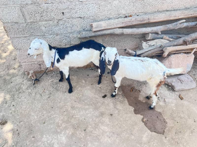 two goats 0