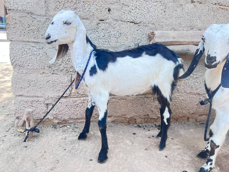 two goats 1