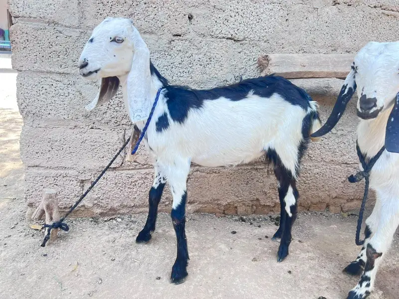 two goats — photo 2