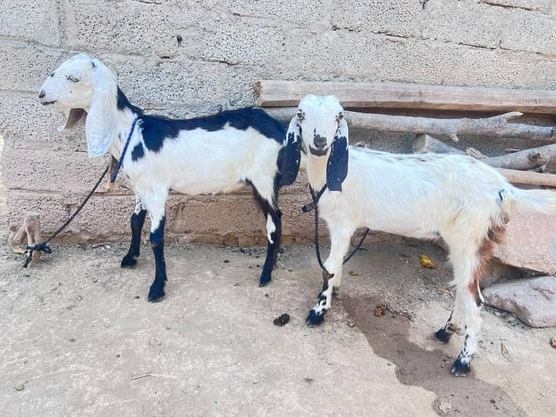 two goats 2