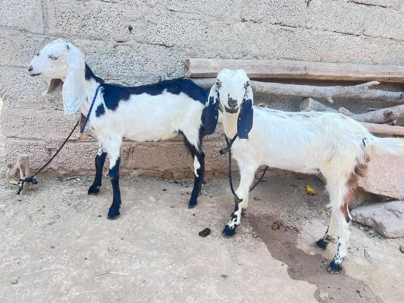 two goats — photo 3