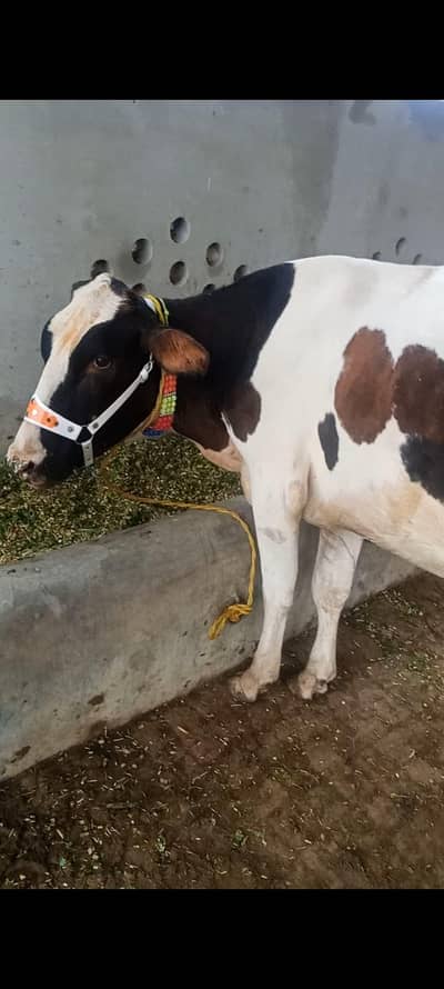 freezan cow gersi Cara's 03062452400
