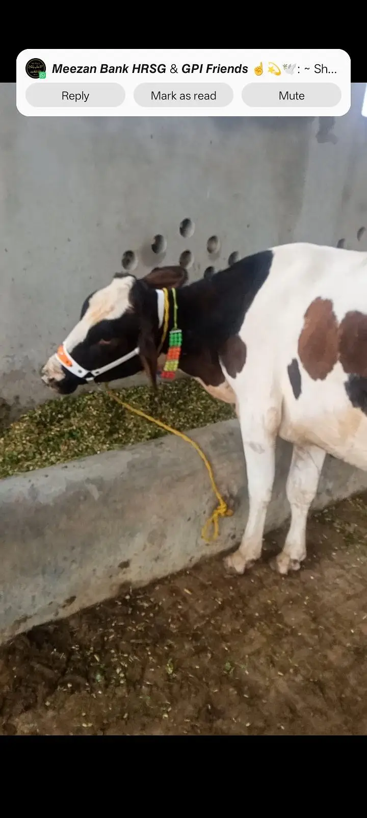 freezan cow gersi Cara's 03062452400 — photo 3