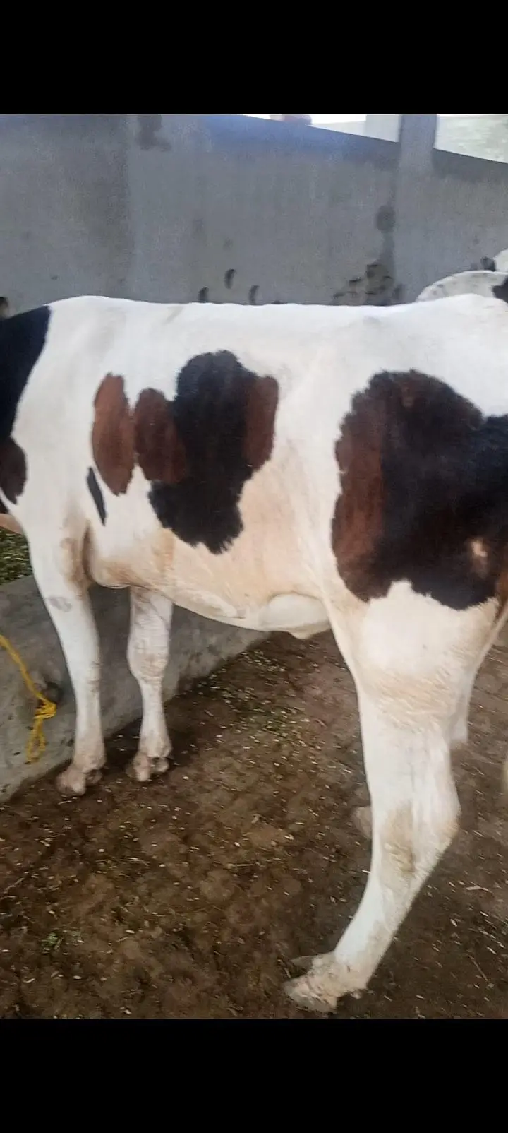 freezan cow gersi Cara's 03062452400 — photo 4
