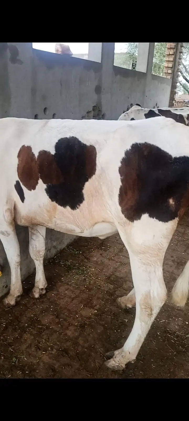 freezan cow gersi Cara's 03062452400 — photo 5