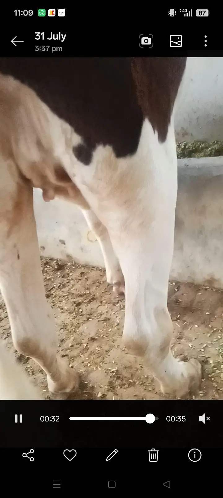 freezan cow gersi Cara's 03062452400 — photo 6