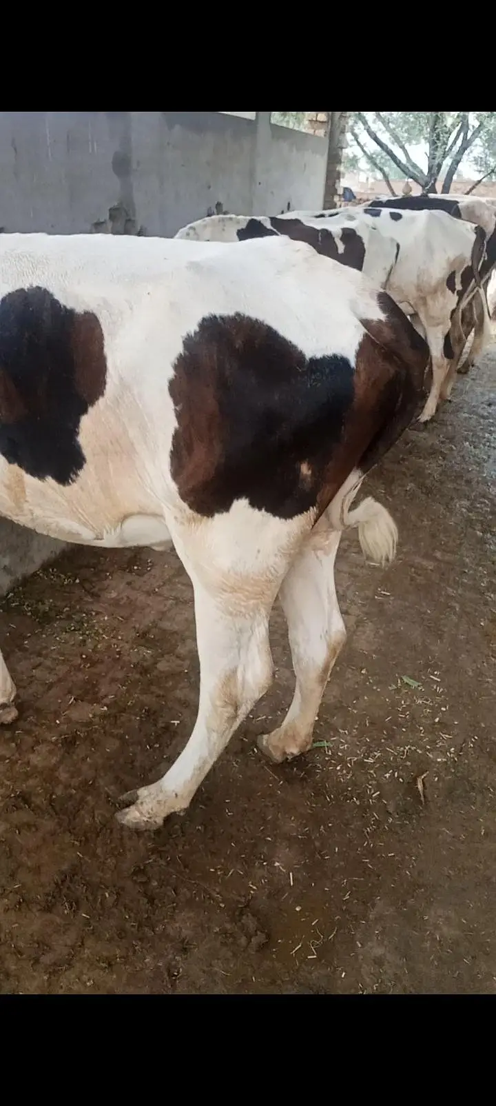 freezan cow gersi Cara's 03062452400 — photo 7