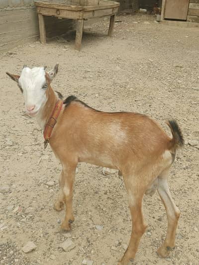 Teddy male for sale