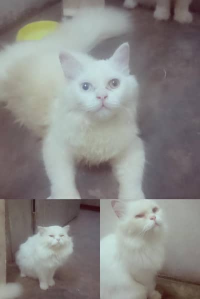 CAT Persian pair one kittan 4 month