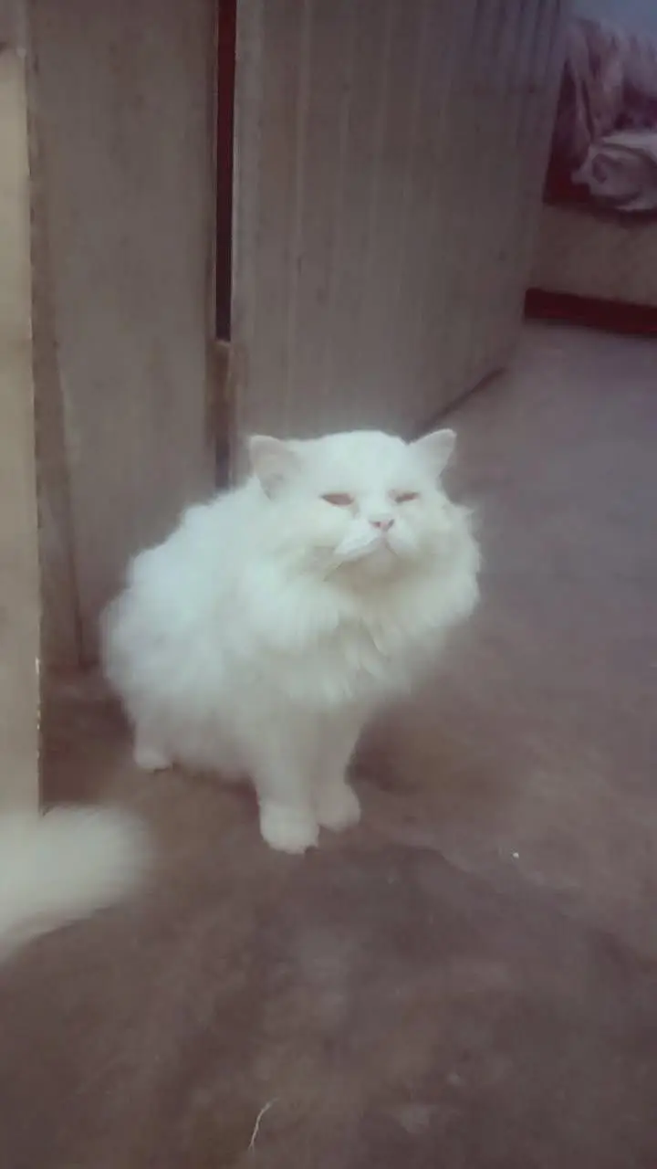 CAT Persian pair one kittan 4 month — photo 2