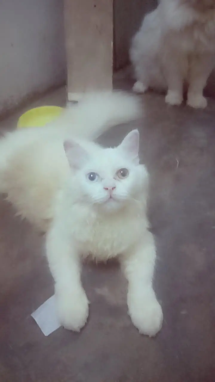 CAT Persian pair one kittan 4 month — photo 3