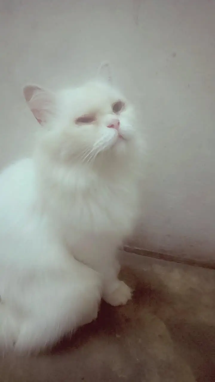 CAT Persian pair one kittan 4 month — photo 4
