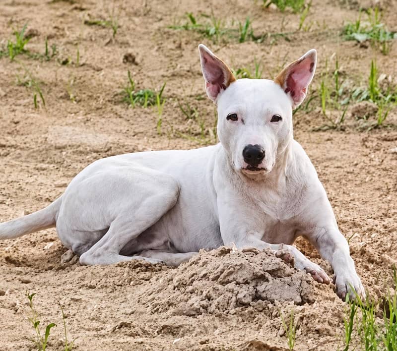 Bull Terrier Dog  0