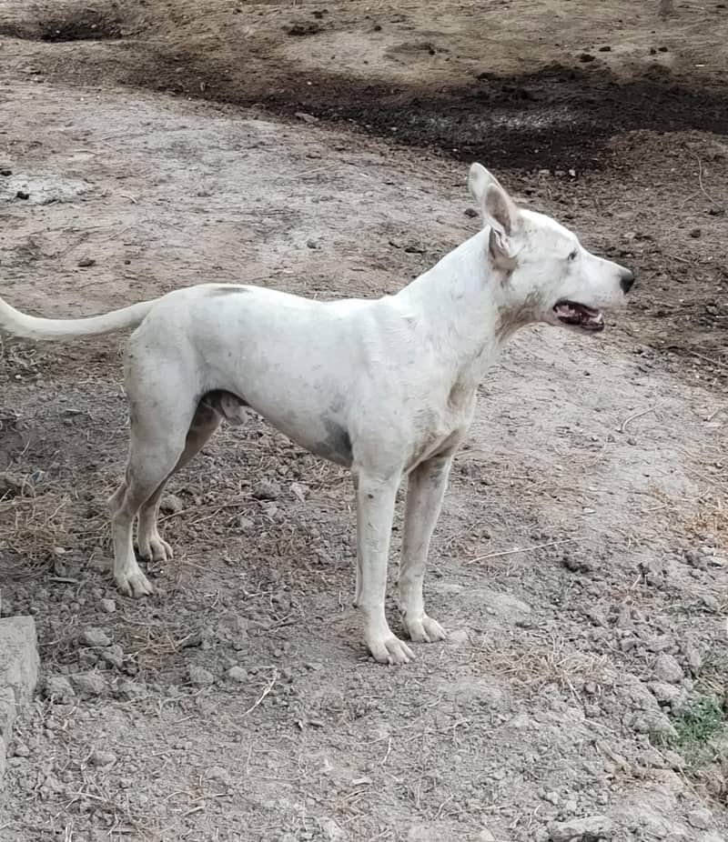 Bull Terrier Dog  1