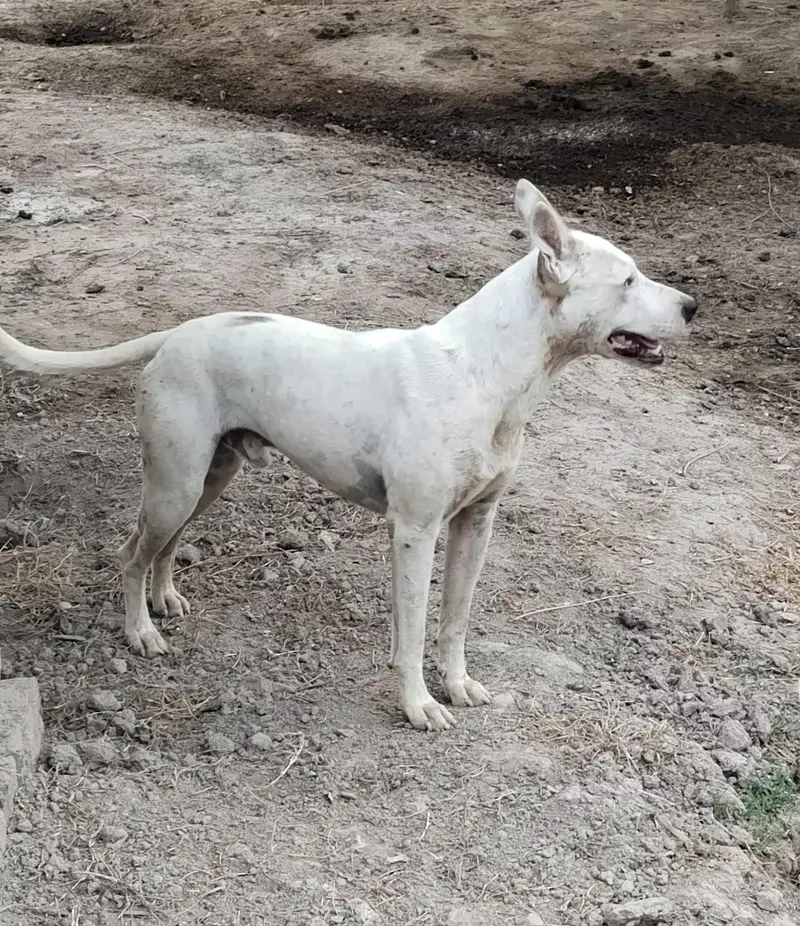 Bull Terrier Dog  — photo 2