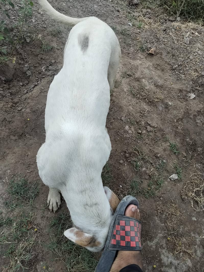 Bull Terrier Dog  2