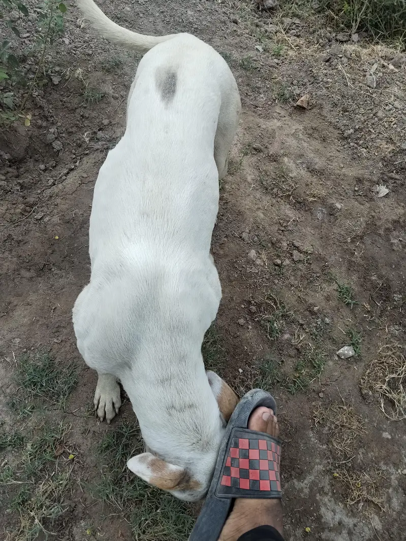 Bull Terrier Dog  — photo 3