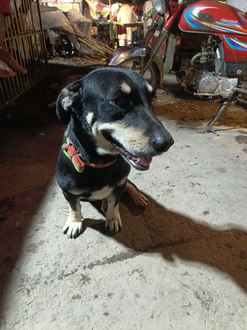 A. Freindly dog. — photo 2