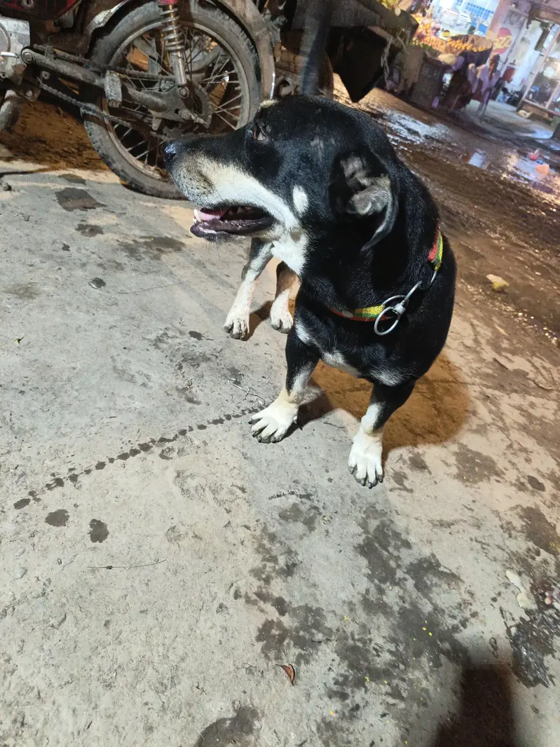 A. Freindly dog. — photo 3