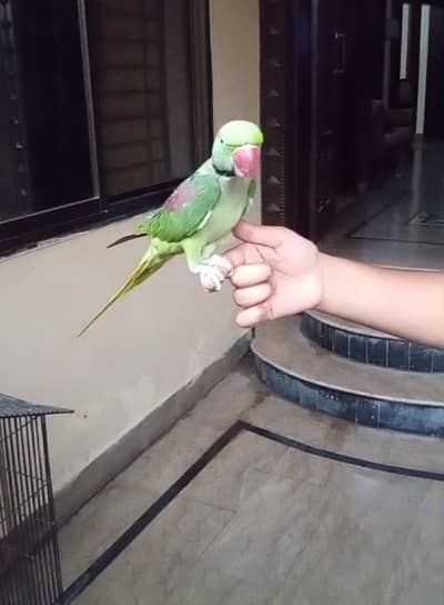 raw parrot