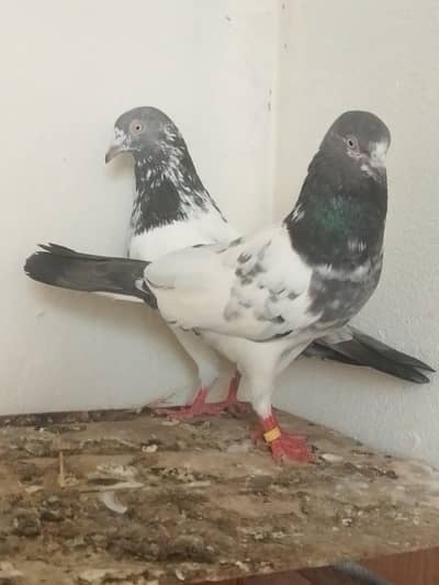 breeder pair for sale high flyer