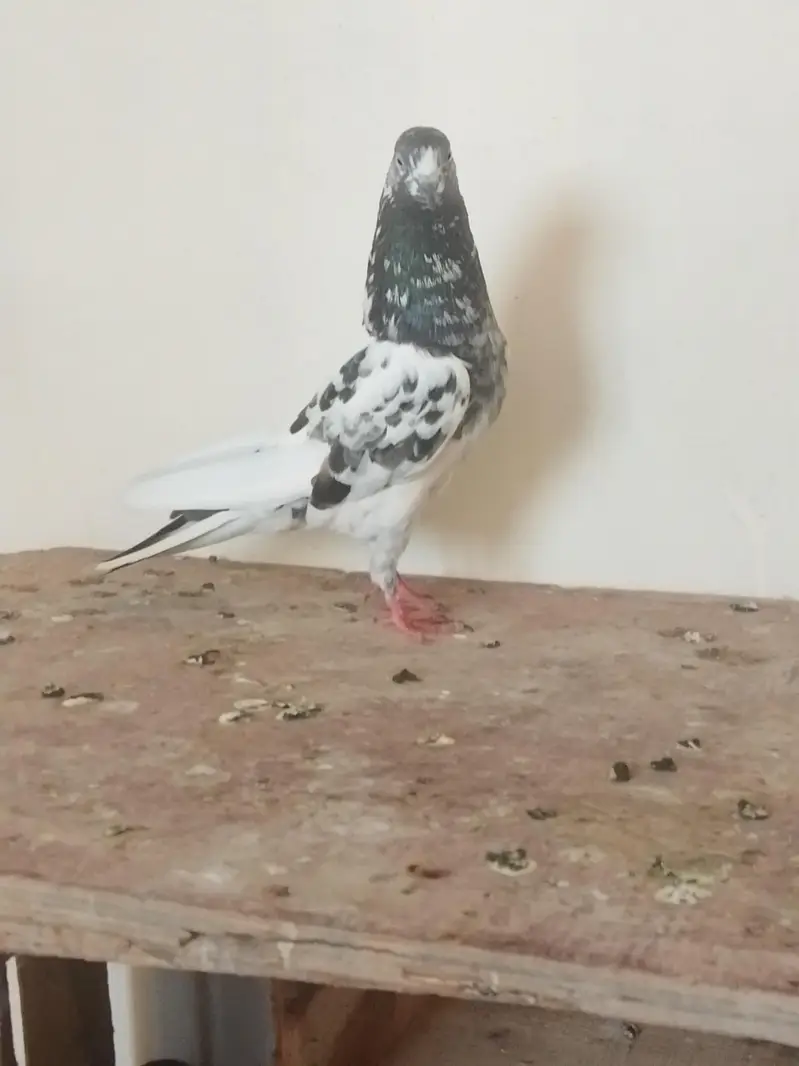 breeder pair for sale high flyer — photo 2