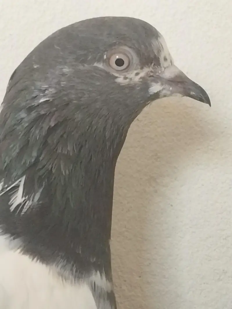 breeder pair for sale high flyer — photo 3