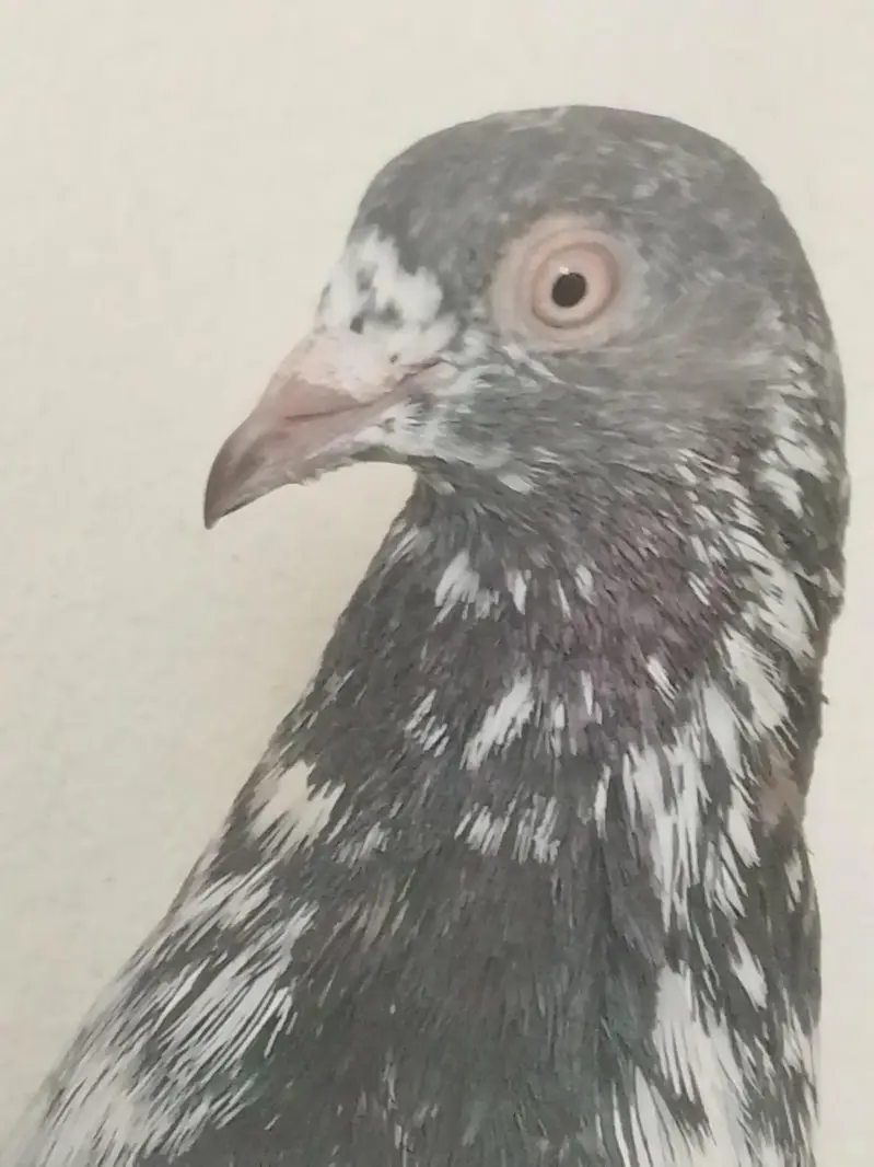 breeder pair for sale high flyer — photo 4