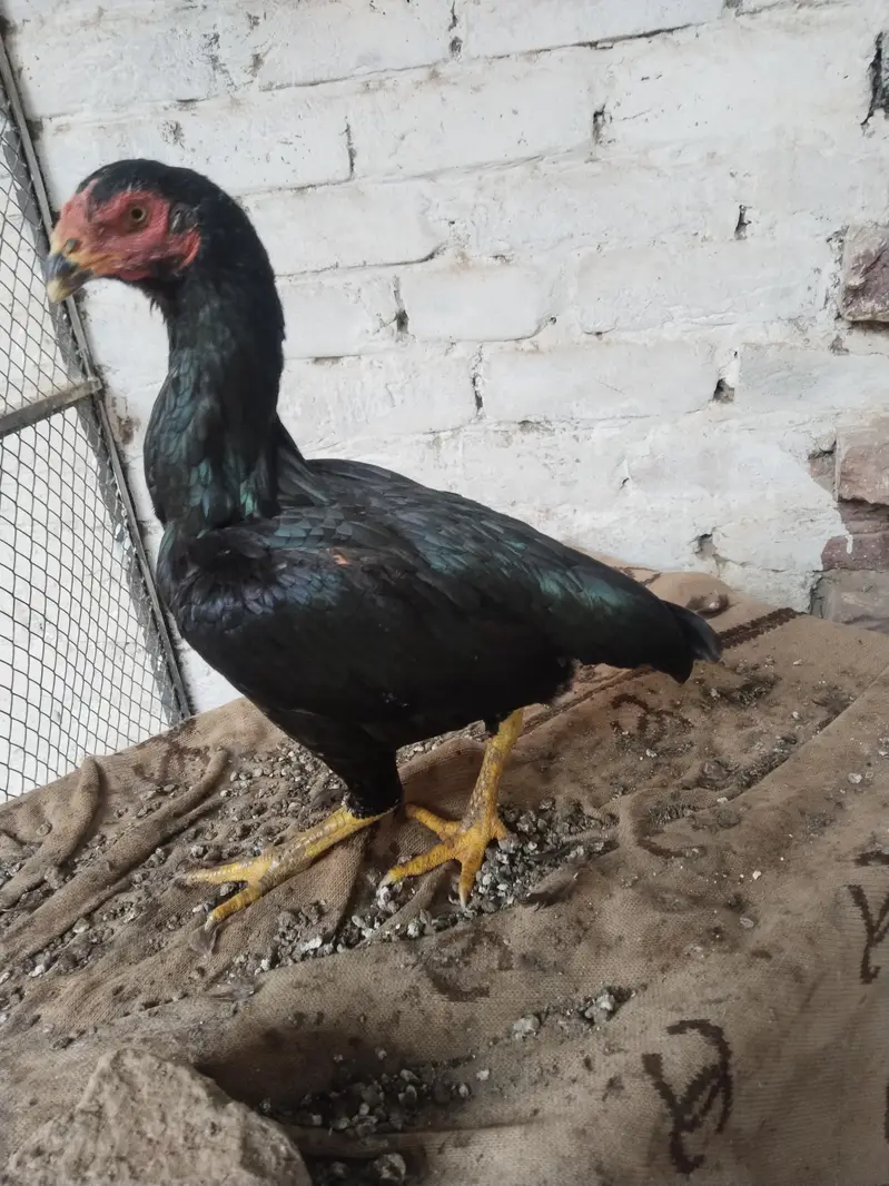 aseel murga mirgi — photo 4