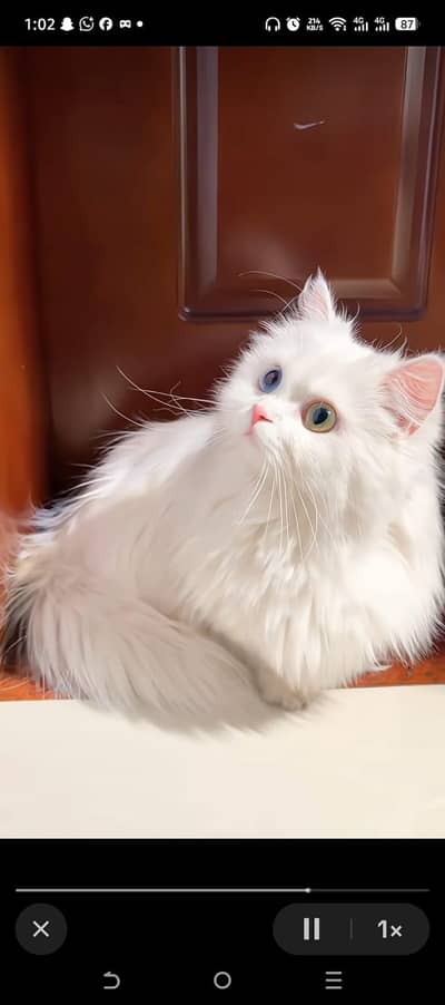 cat for sale
