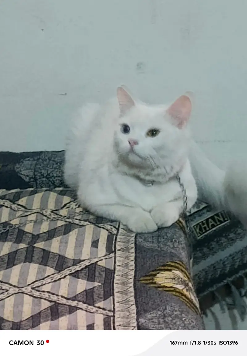 cat for sale — photo 2