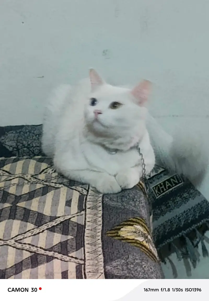 cat for sale — photo 3