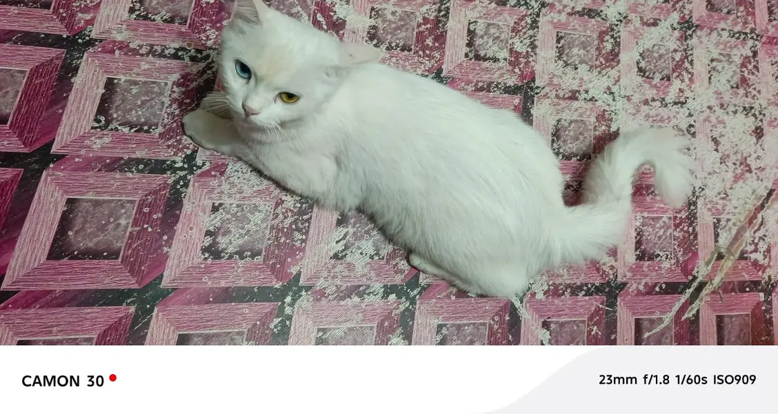 cat for sale — photo 4