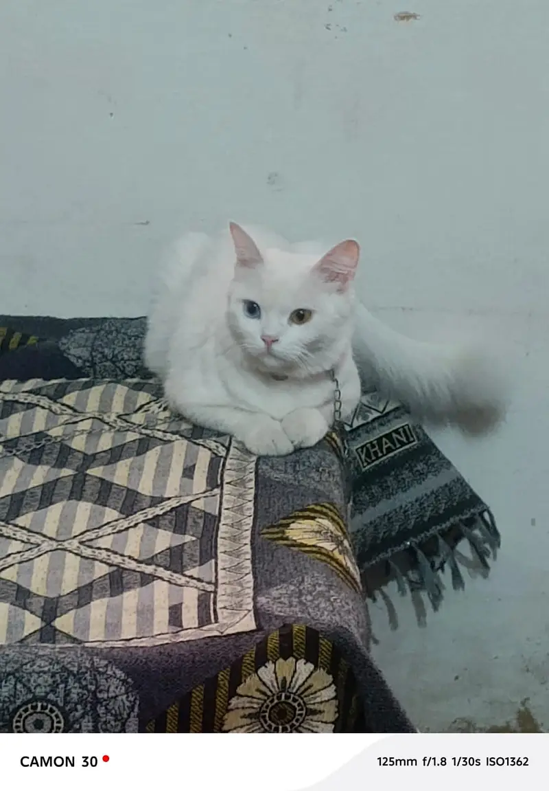cat for sale — photo 5