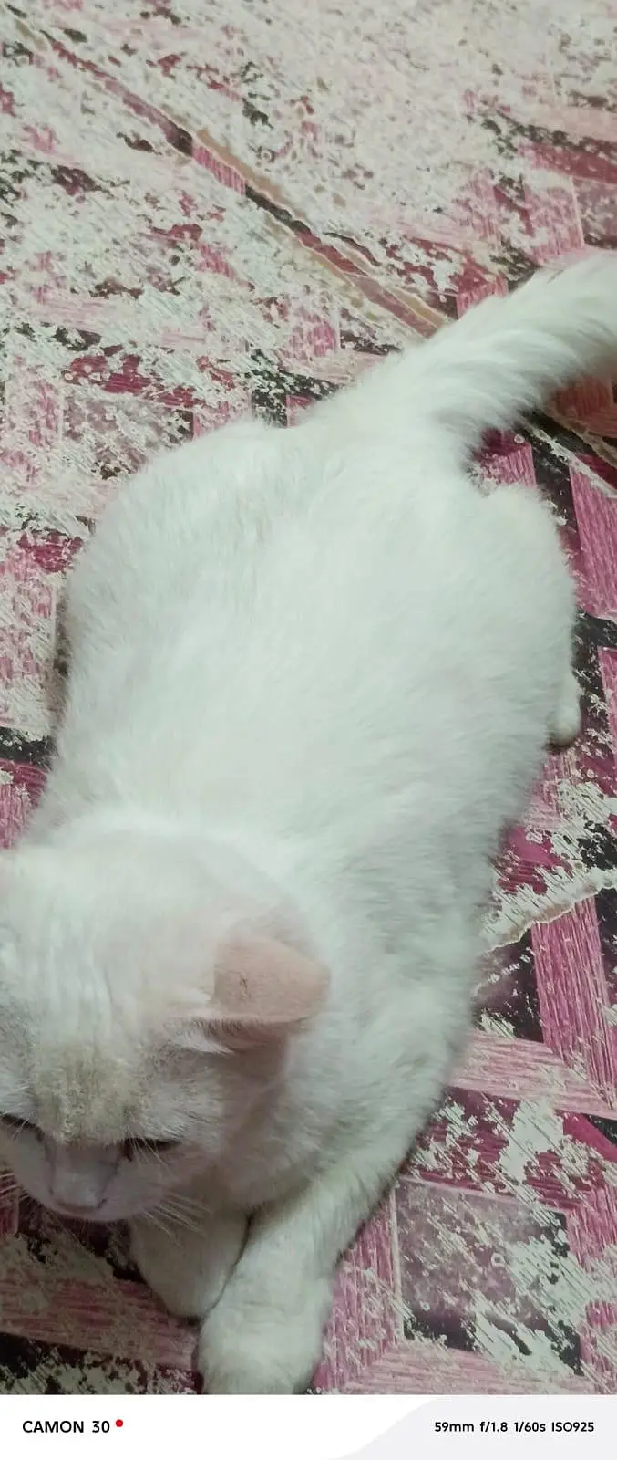 cat for sale — photo 6