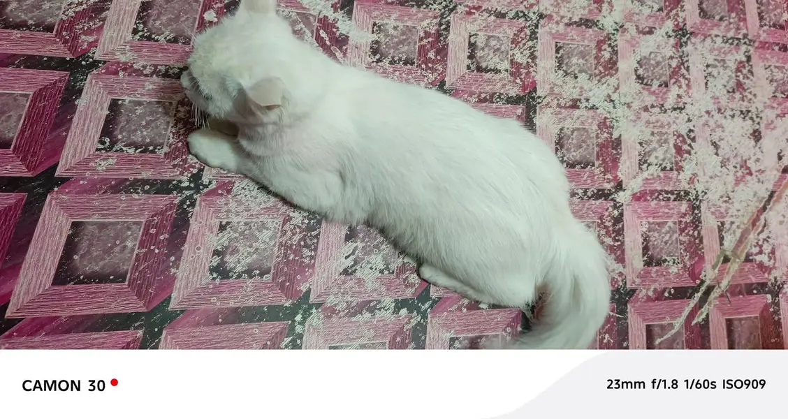 cat for sale — photo 7