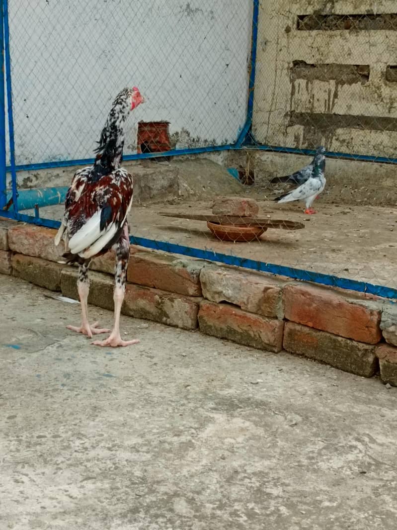 2 aseel pair 2