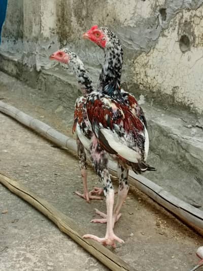 2 aseel pair
