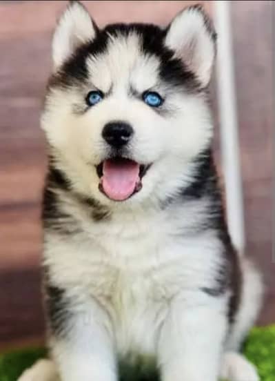 Siberian husky puppies 0313*9363417