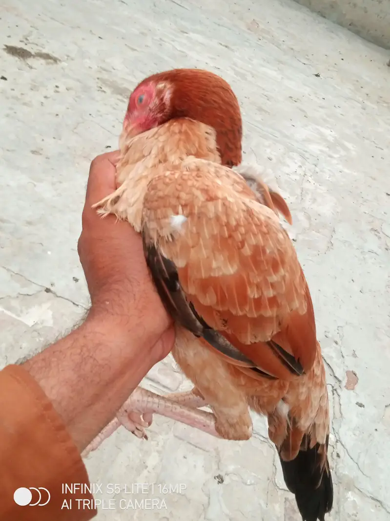 Aseel murgi for sale — photo 9