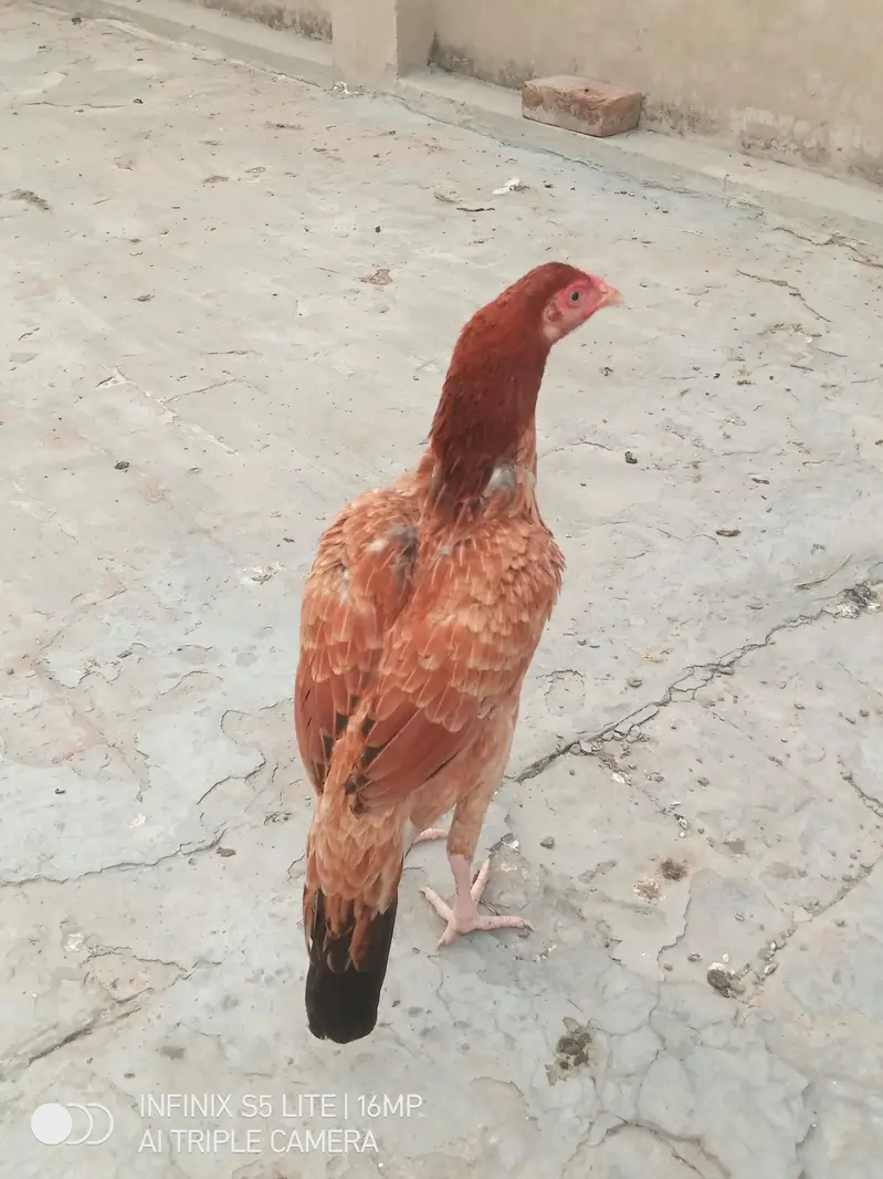 Aseel murgi for sale — photo 10