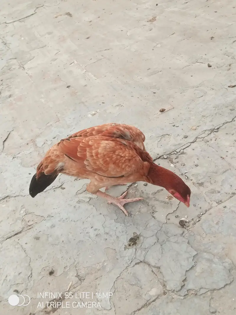 Aseel murgi for sale — photo 11