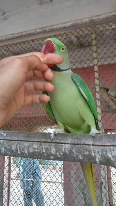 Kashmir Raw Parrot handtam fully