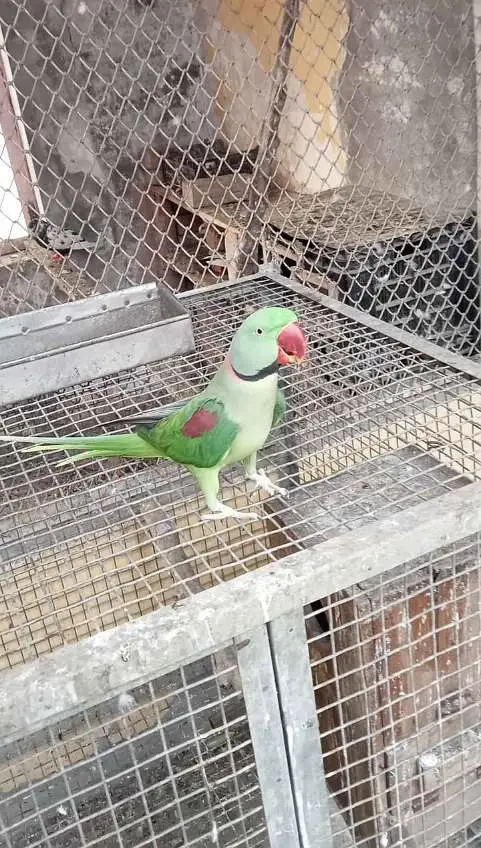 Kashmir Raw Parrot handtam fully — photo 2