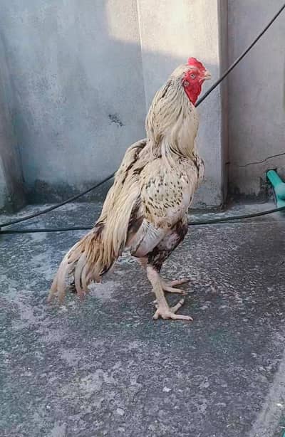 shajra aseel double body 3killo moral wazan cargo possible 03375190943